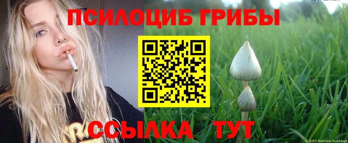 Псилоцибиновые грибы Cubensis Камень-на-Оби